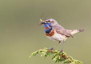 Blaukehlchen - Bluethroat (Luscinia svecica)